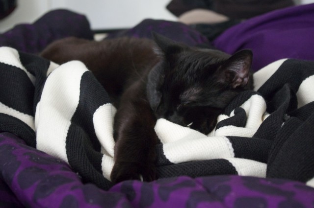 stripy blanket kitty