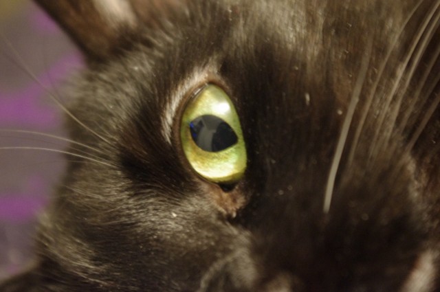 Kitty Eye