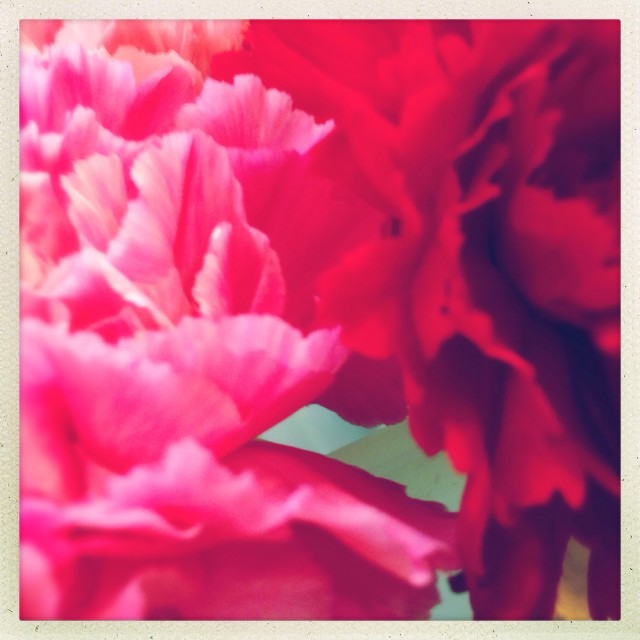 carnations