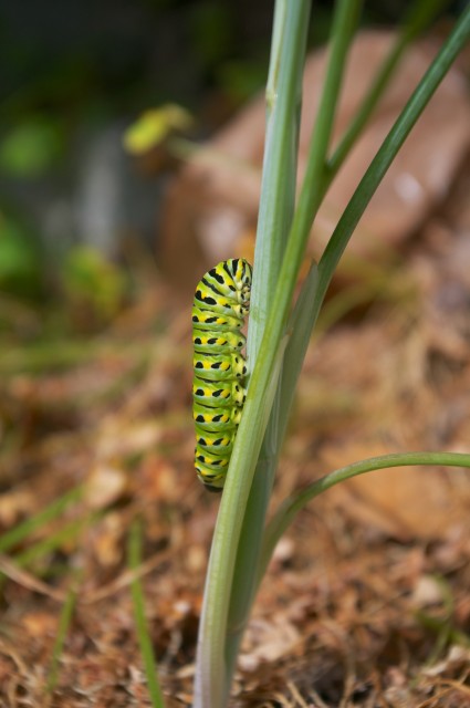 Caterpillar